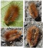 Arctiinae inconnu